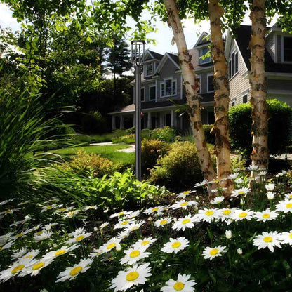 Leland 567P Outdoor LED Post Light in Outside Area.